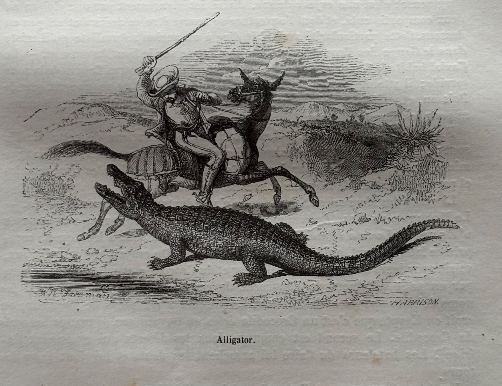 Incisioni: Stahlstich 1843 - Alligator – Usato da Frauenfeld venduto da Merk52