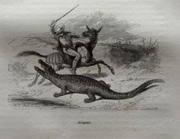 Stahlstich 1843 - Alligator