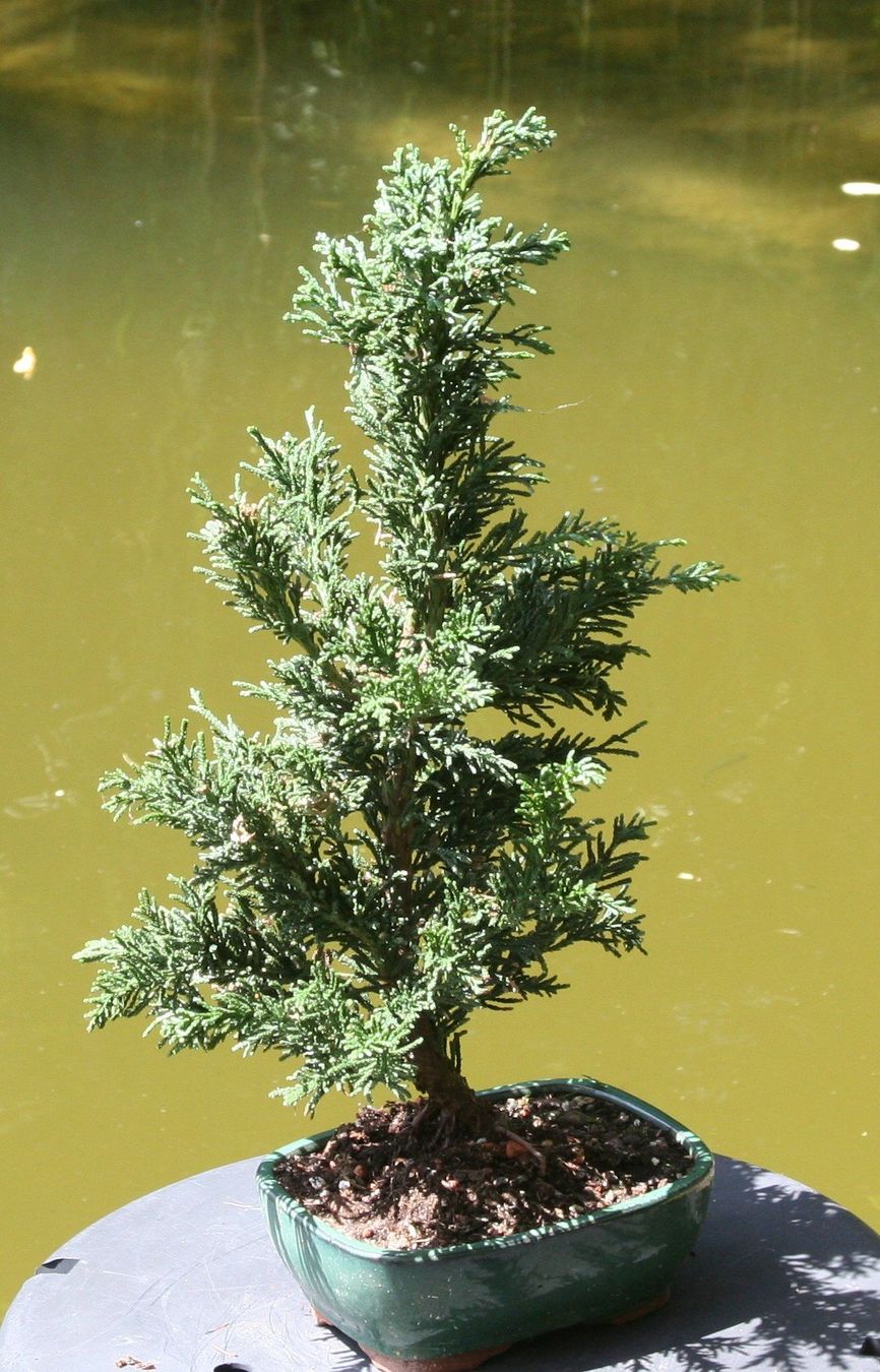 Piante & sementi: BONSAI  -  Zypresse – Usato da Gretzenbach venduto da Sikim