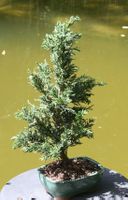 BONSAI  -  Zypresse