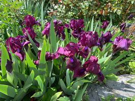 5 Zwergschwertlilien Schwertlilie Pastel Ch. Gartenpflanze
