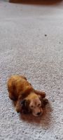 liegender Hund