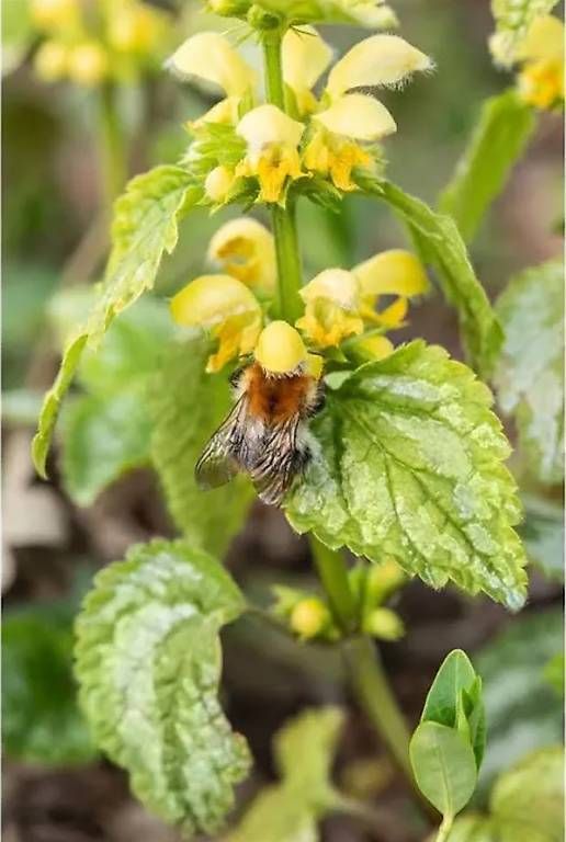 Plantes & graines: Efeu und Goldnessel  – D'occasion à Frauenfeld par Irene.Schuppli 3