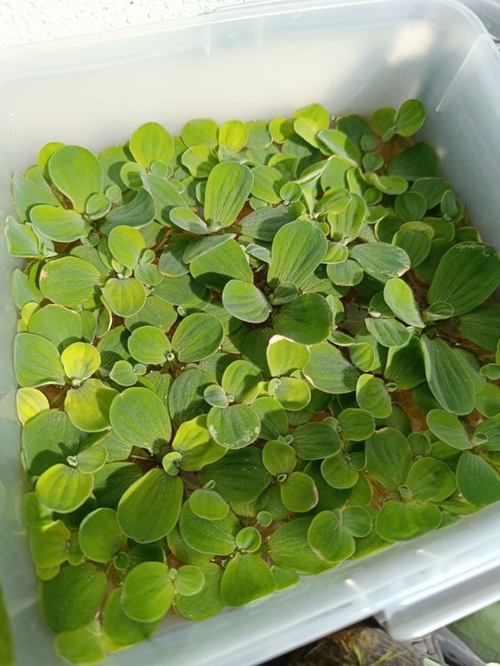 Aquarium Schwimmpflanze "Muschelblume" pistia Kaufen auf Ricardo