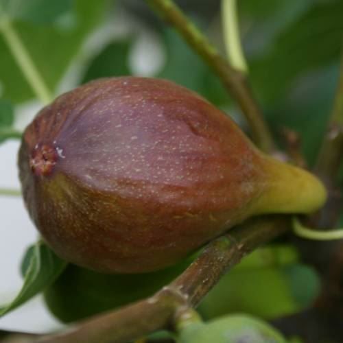 Piante & sementi: Figuier rustique  2x  Goutte d'or  -15 – Nuovo (secondo la descrizione) da Bremblens venduto da FIBONACCI369 2