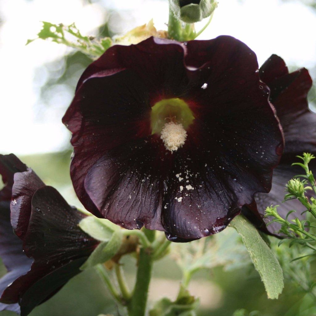 Piante & sementi: 100 Samen schwarze Stockrose Alcea nigra – Usato da Ehrendingen venduto da VerveinaSamen 9