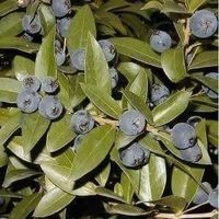 MYRTE (bonsaï parfumé) PLANT 15-20cm