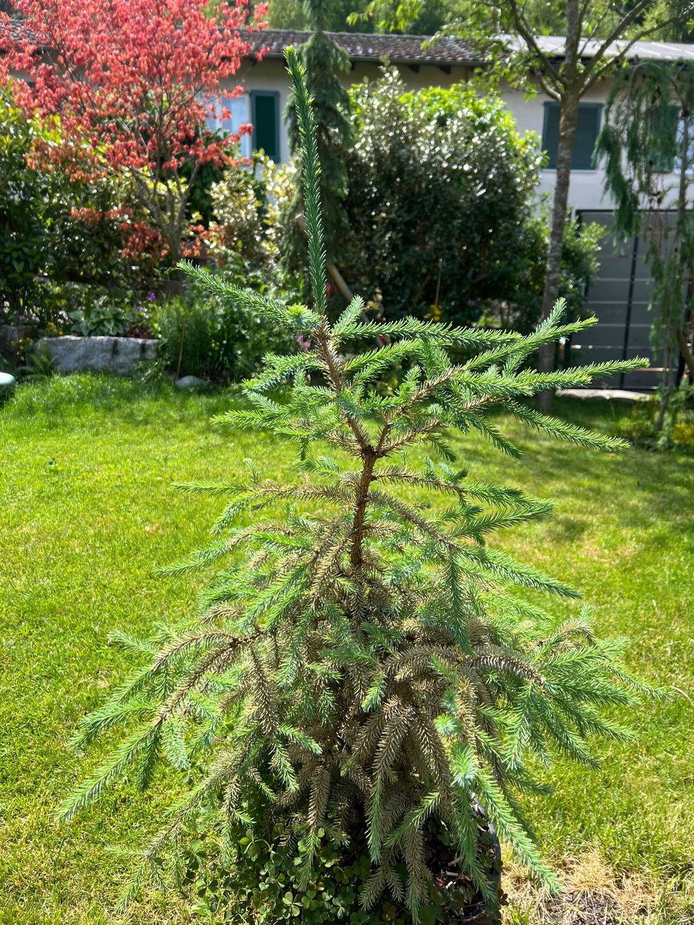 Piante & sementi: Picea mariana 'Beissneri' – Usato da Oberrieden venduto da pab_ygc8 2