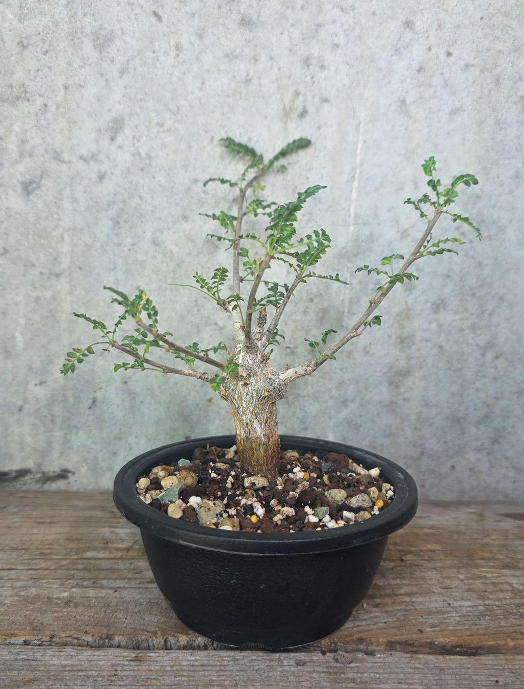 Piante & sementi: **Rarität** Boswellia neglecta – Nuovo (secondo la descrizione) da St.Erhard venduto da Plumilandschweiz