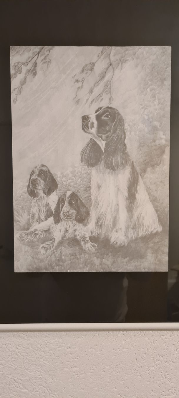Dipinti: Tableau décoratif chiens Springer Spaniel, encadré, neuf – Nuovo (secondo la descrizione) da Prévondavaux venduto da ama_lwd6 1