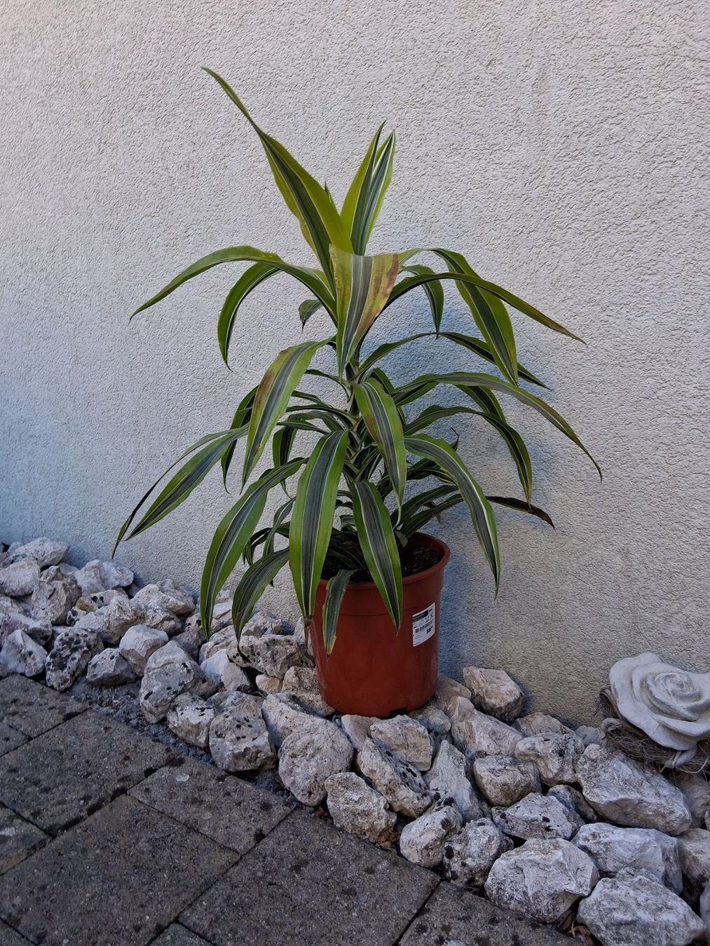 Plantes & graines: Zimmerpflanze – D'occasion à Aarburg par brujil 6