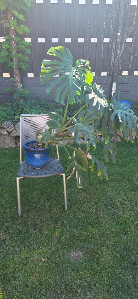 Piante & sementi: Zimmerpflanze Monstera – Usato da Oberwil BL venduto da mst65 1