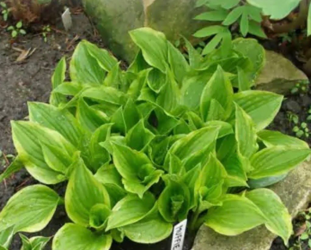 Plantes & graines: Hosta muffie – D'occasion à Lajoux JU par Briard0 2