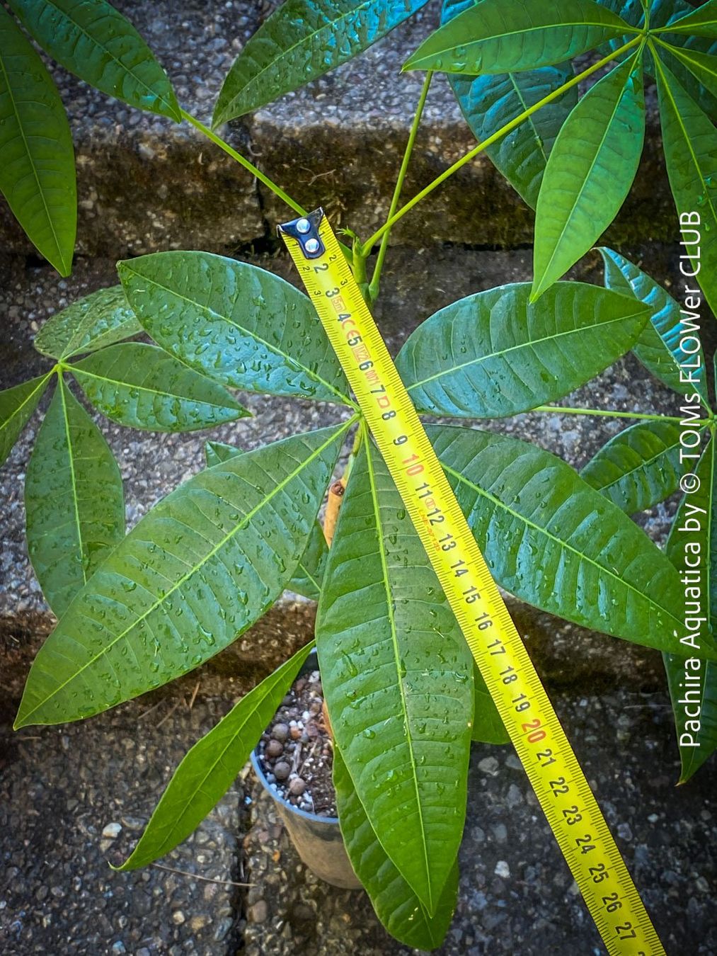 Pflanzen & Samen: Pachira Aquatica | Glückskastanie | Gesund & Top Robust – Neu und originalverpackt aus Adliswil von TAKEYOURPLANT 3