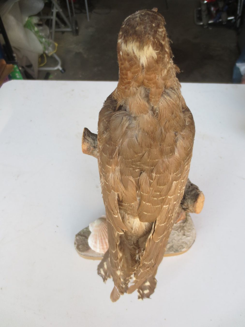 Il mondo degli animali: Ausgestopfter Kuckuck – Usato da Weier im Emmental venduto da waefler03 3