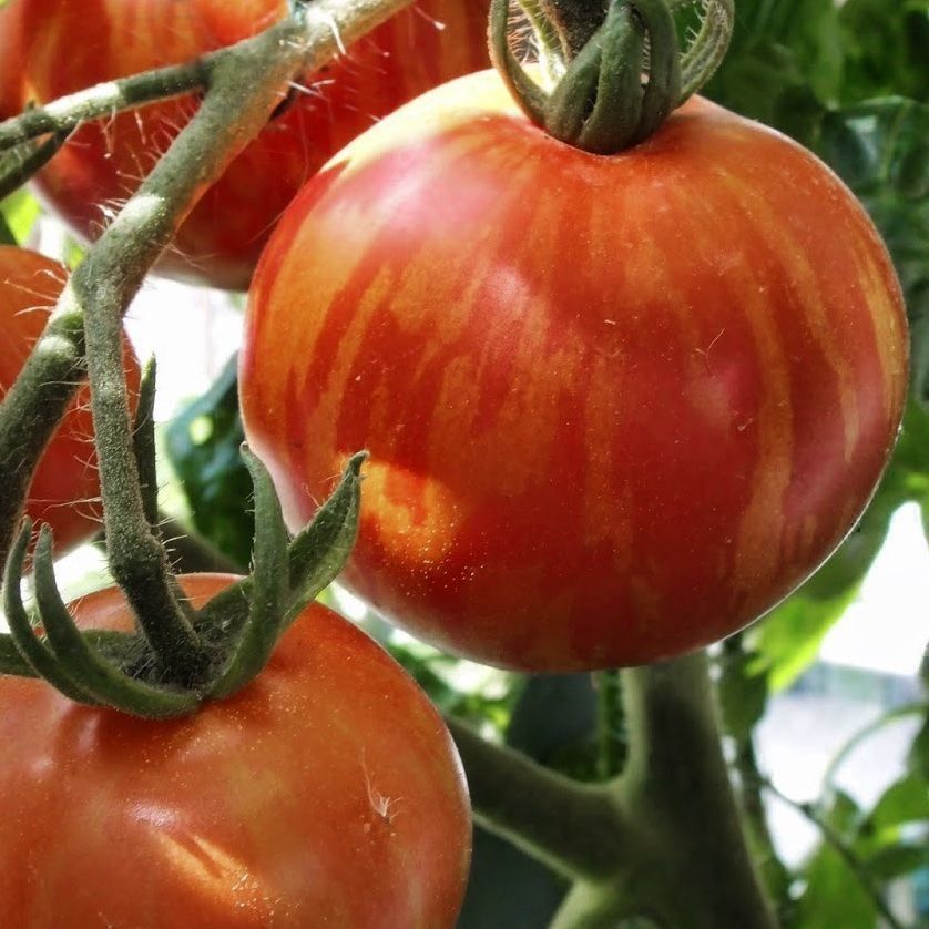 Piante & sementi: 50 Samen TIGERELLA Tomate – Nuovo (secondo la descrizione) da Ehrendingen venduto da VerveinaSamen 2