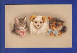 CHAT - 2 chats et un chien