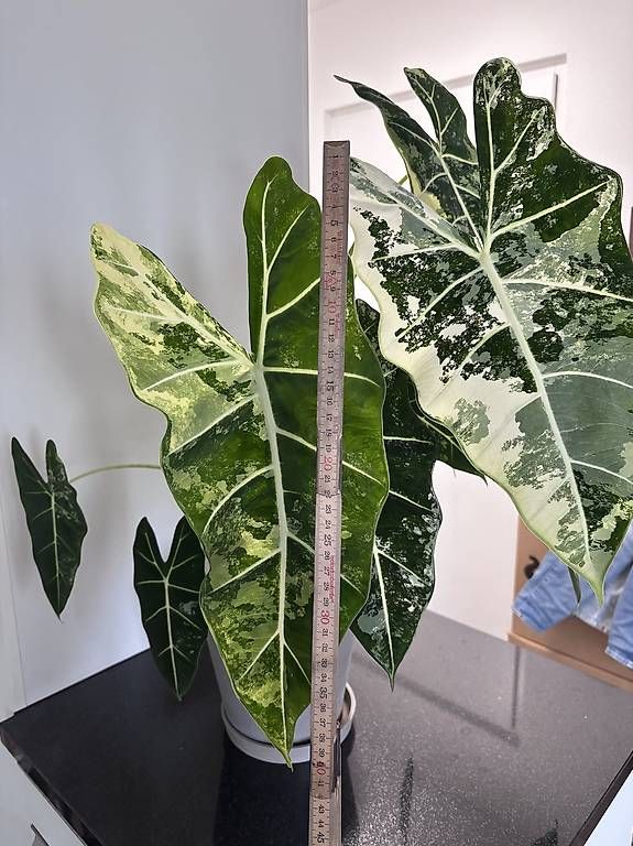 Piante & sementi: Grosse Alocasia Frydek Variegata – Usato da Oberbuchsiten venduto da Muskatellerchen 1