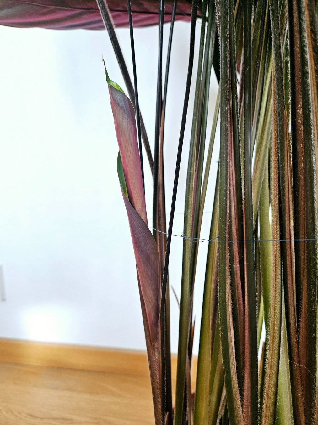 Piante & sementi: Calathea – Usato da Zürich venduto da carmine04 3