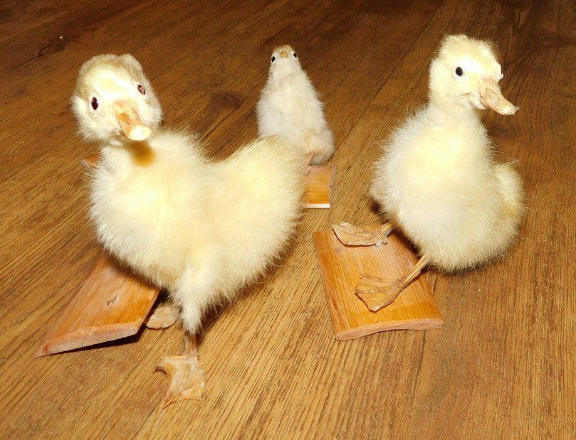Welt der Tiere: Echte Kücken ausgestopft, 4 Stück – Gebraucht aus Villnachern von Niggo0 1