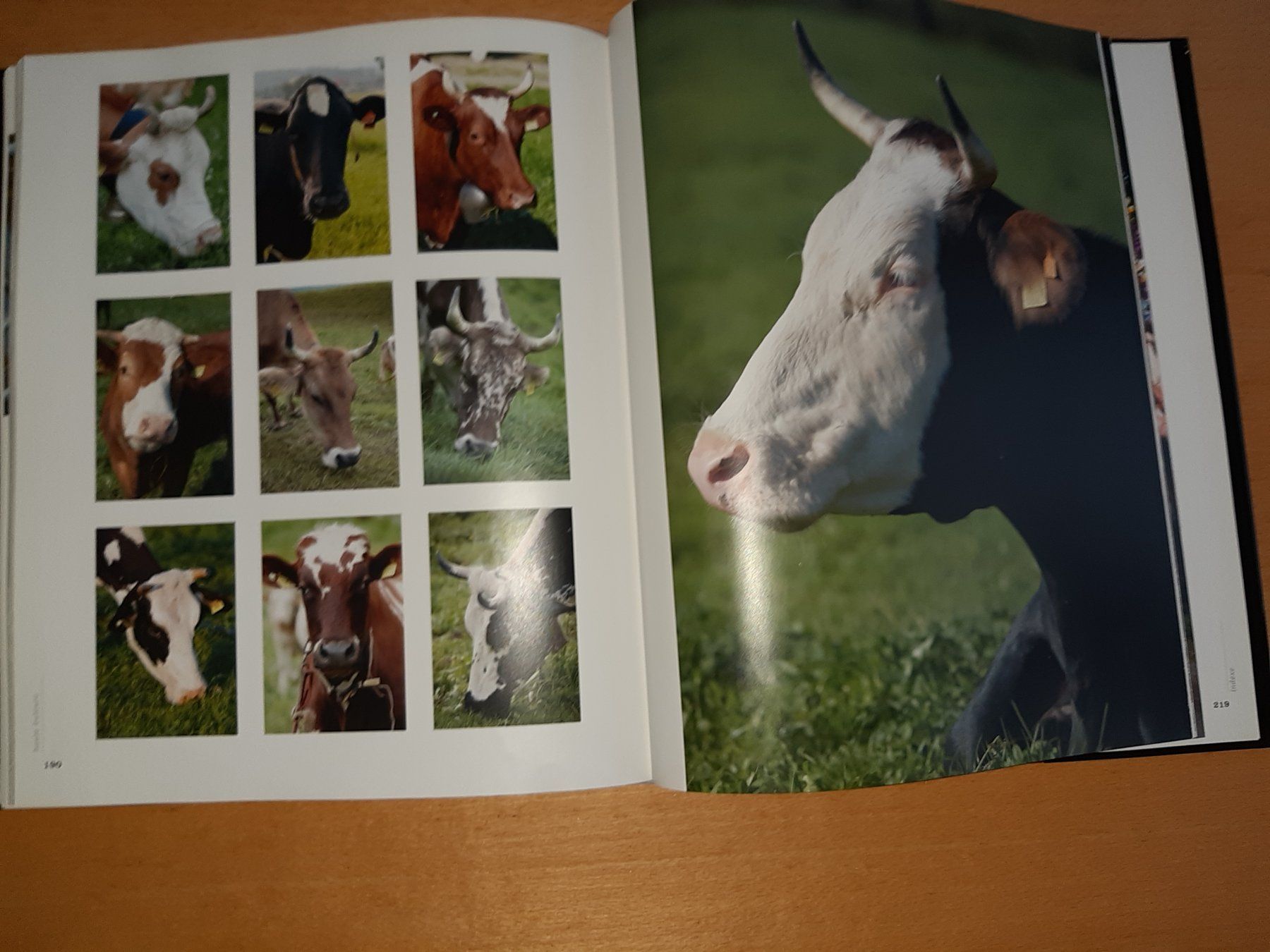 Libri: Schweizer Kühe Bildband "KUHLEBEN" – Usato da Rotkreuz venduto da nigal 3