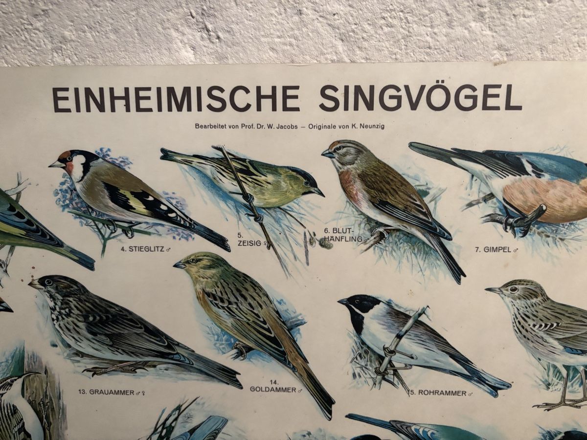 Foto & Immagini: Vogeltafel mit einheimischen Singvögel – Usato da Frauenfeld venduto da Fubech 1