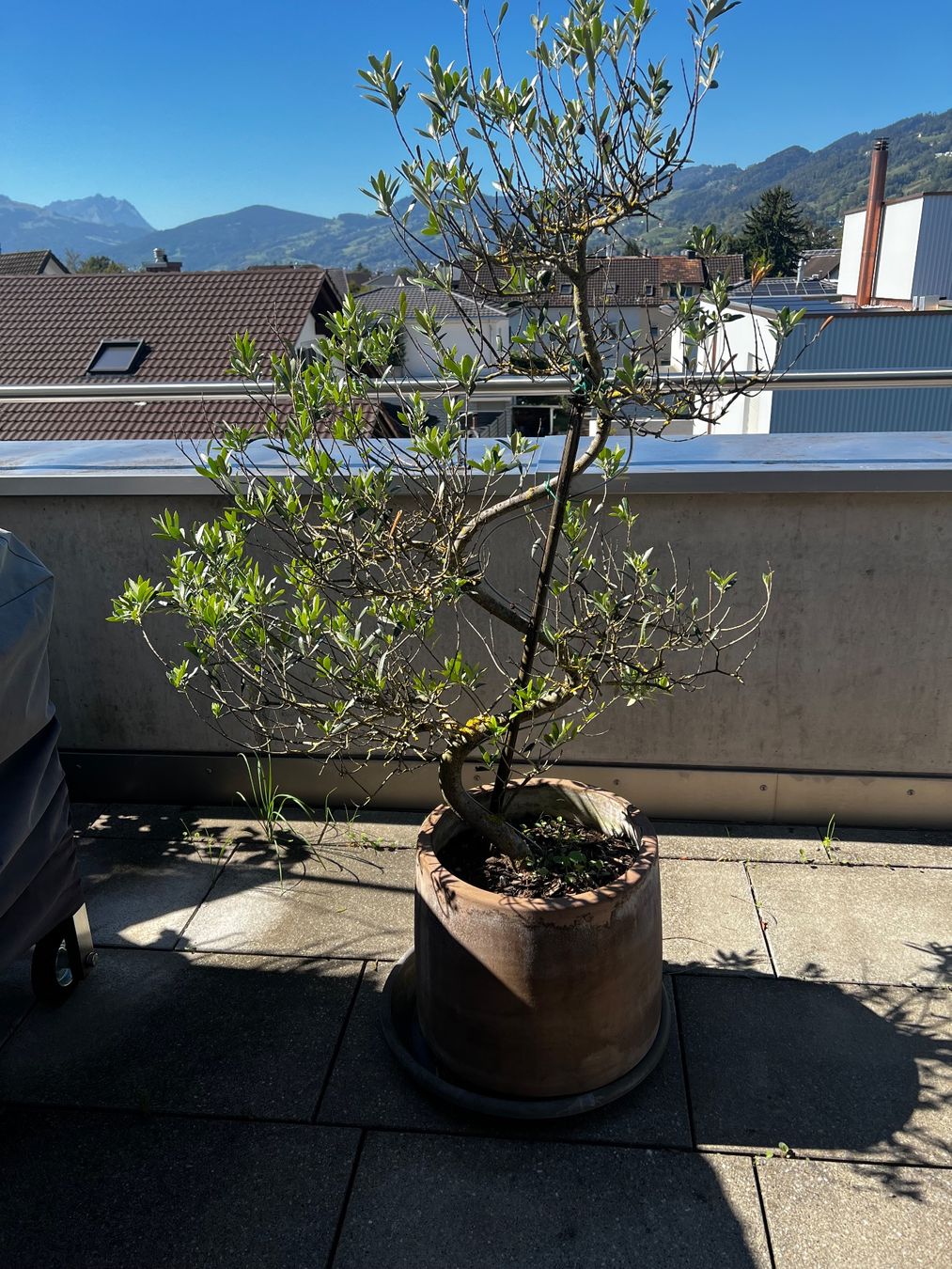 Piante & sementi: Olivenbaum im Tontopf – Usato da Balgach venduto da mar_fg6d