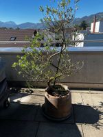 Olivenbaum im Tontopf