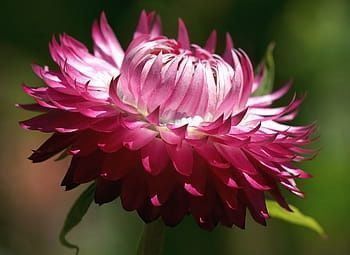 Piante & sementi: 300 Samen Strohblume PURPLE – Nuovo (secondo la descrizione) da Ehrendingen venduto da VerveinaSamen 3