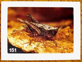 Migros Nature Detectives - Bild Nr. 151
