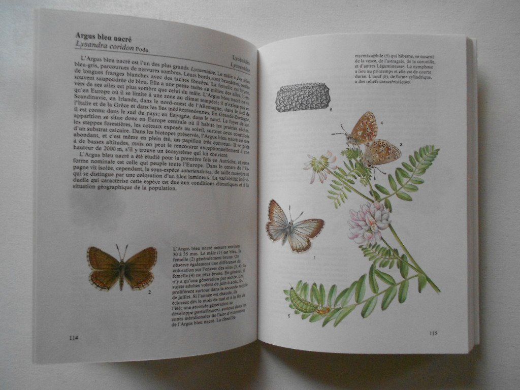 Libri: PAPILLONS – Usato da Bex venduto da Giorgiob 3