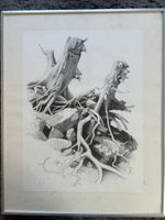 Fritz Zwicky, Wurzelstock