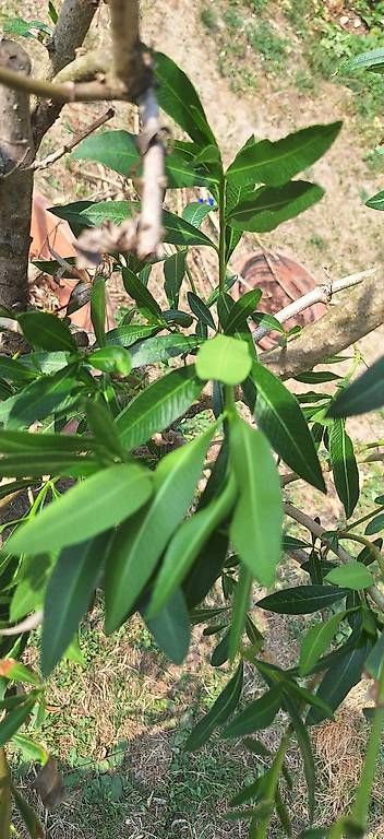 Piante & sementi: Oleander – Usato da Madiswil venduto da Oleander2 2