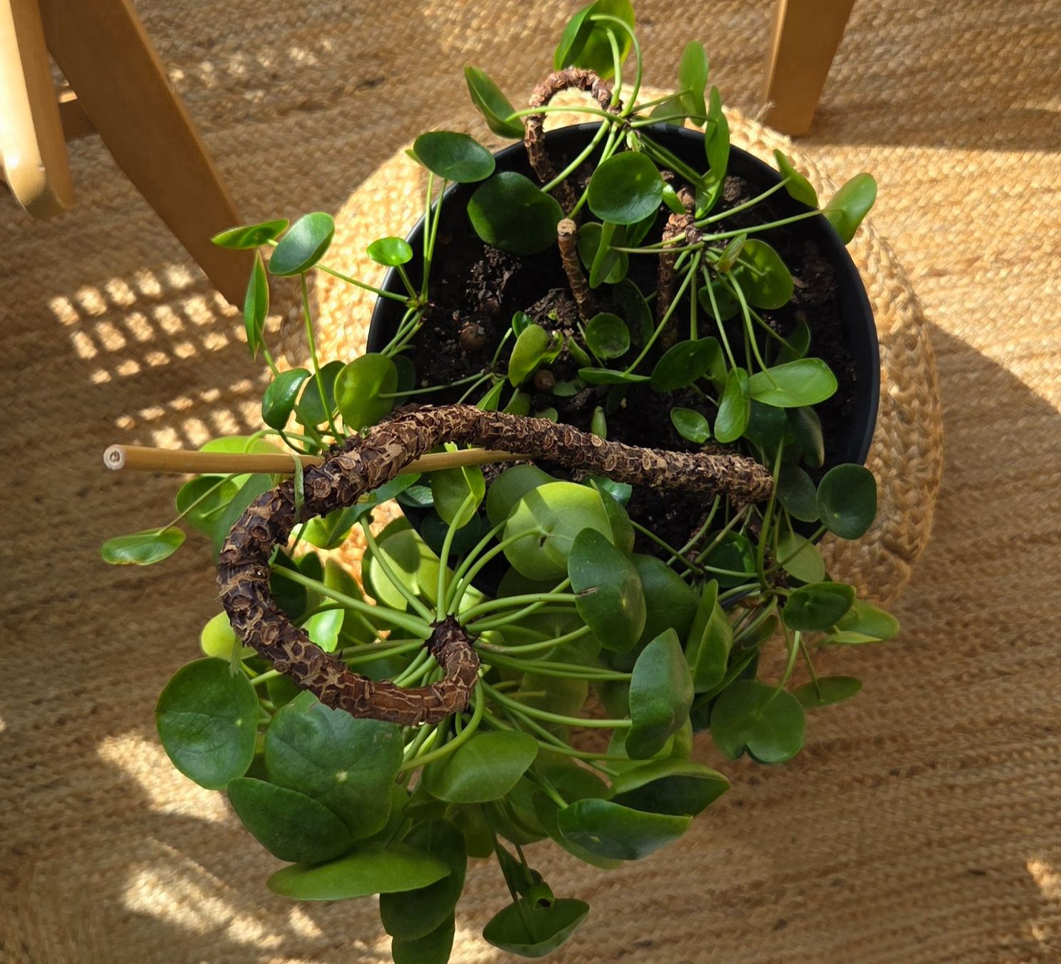 Plantes & graines: Pilea peperomioides (ca. 30cm) – D'occasion à Zürich par wile_coyote 1