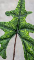 🤩Alocasia Jacklyn Narrow Ghost Rhizom 