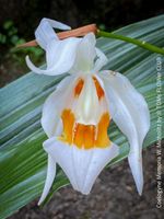Coelogyne Memoria W. Micholitz - duftende OrchideenSchönheit