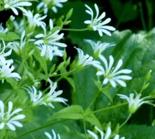 10 Pflänzchen Wald-Sternmiere (Stellaria nemorum)
