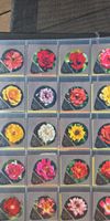 20 opercules crème à café Burra roses