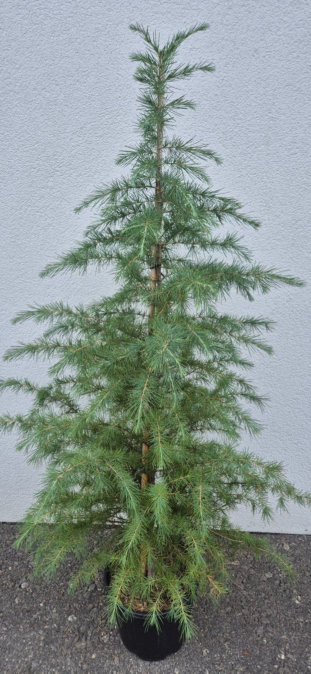 Plantes & graines: ZEDER – Neuf (Voir description) à Jona par Sleon02 1