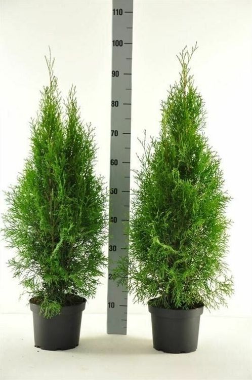 Thuja Smaragd 80-100cm (Neu (gemss Beschreibung)) in Sursee fr CHF 19.9   nur Abholung auf Ricardo kaufen