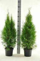 Thuja Smaragd 80-100cm