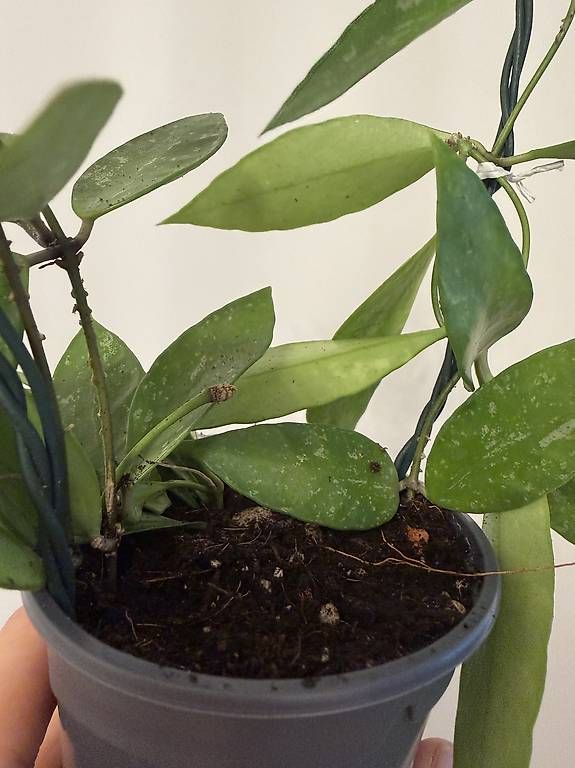 Plantes & graines: Hoya Memoria  extra Splash avec pédoncule – D'occasion à Spiez par Lunelu 2