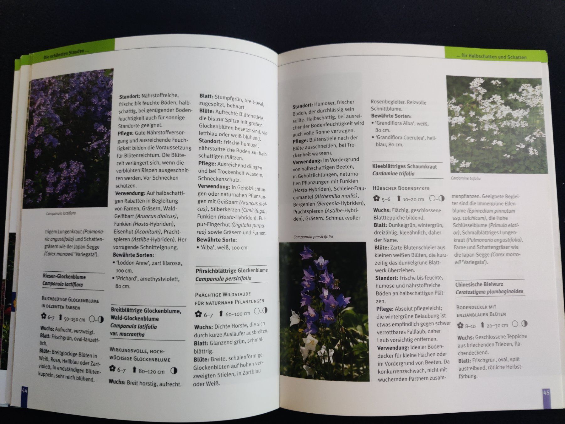 Bücher: Blütenstauden / blv garten - Ulrike Leyhe 2001 – Gebraucht aus Muttenz von IkaSul 3
