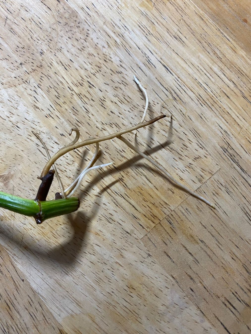 Pflanzen & Samen: Epipremnum global green, bewurzelter Steckling – Neu (gemäss Beschreibung) aus Winterthur von Aniger 3