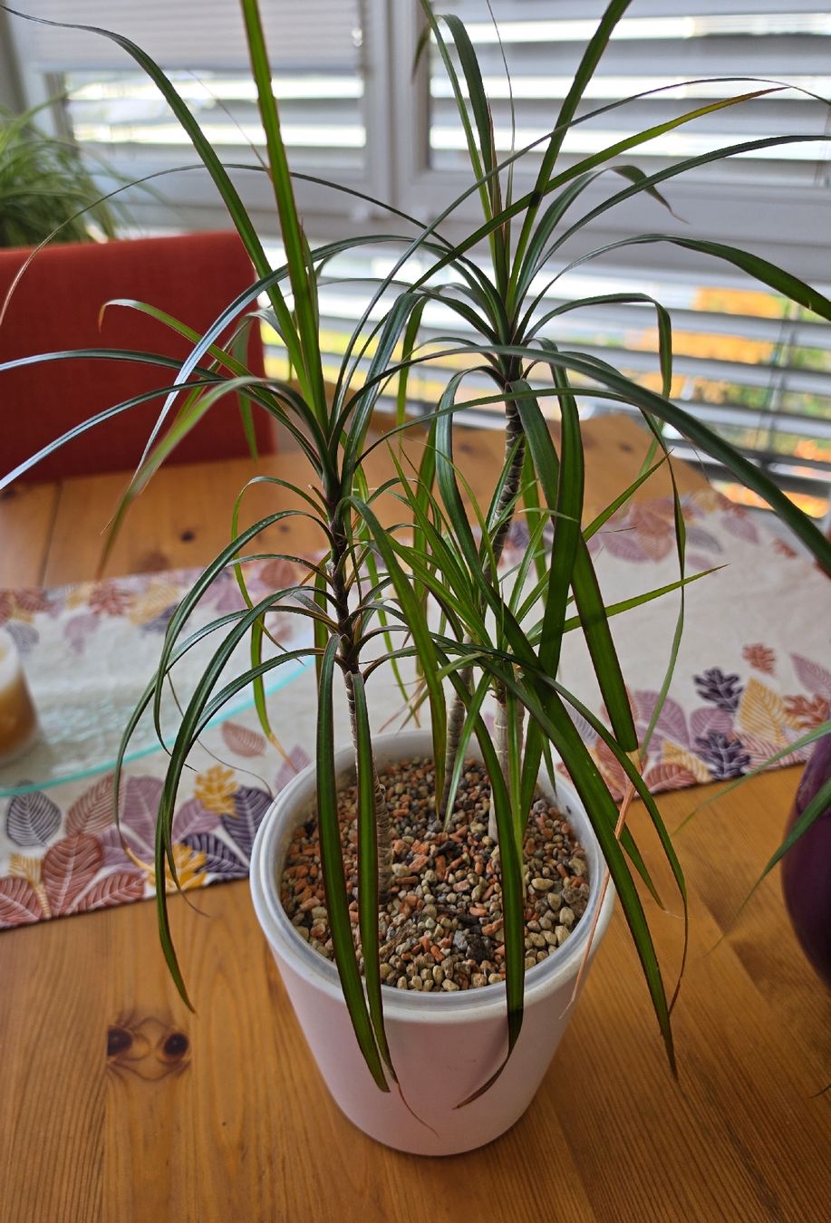 Pflanzen & Samen: Dracaena marginata Pflanze / Drachenbaum – Gebraucht aus Liestal von Shelby787