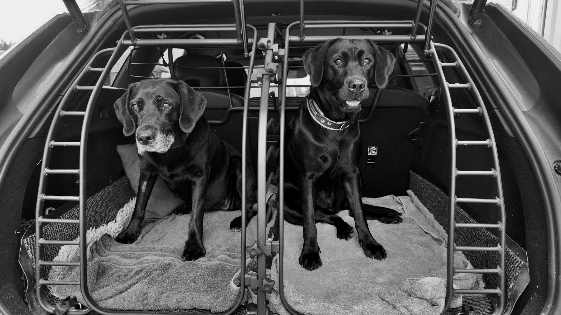 Gabbie, trasporto & Sicurezza: Hundegitter Volvo XC60 – Usato da Bätterkinden venduto da juergbaetterkinden