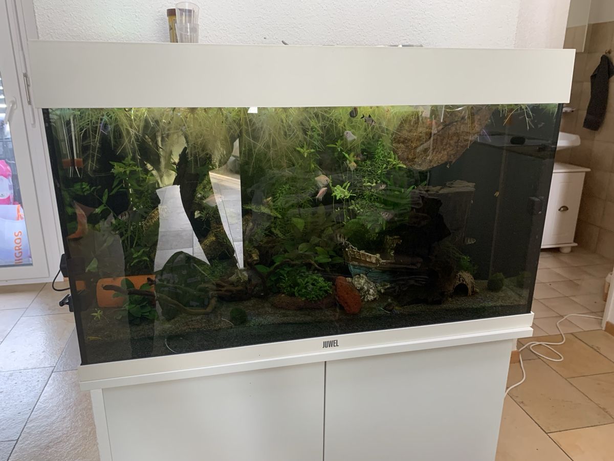 Juwel Aquarium: Juwel Rio 125 Liter Aquarium – D'occasion à Bilten par giudy 4