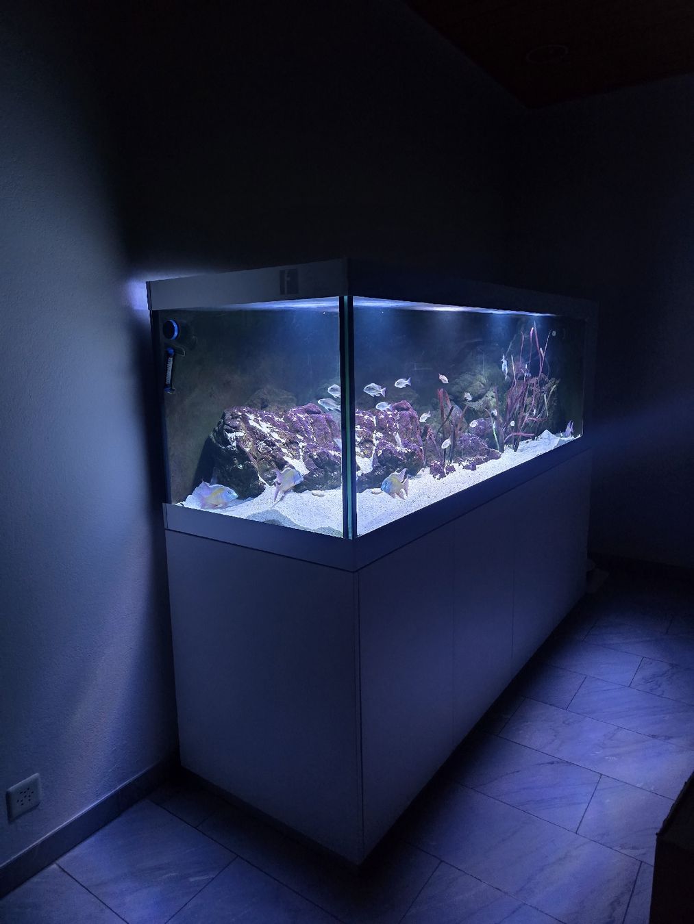 Acquari: Aquarium 1000 Liter – Usato da Suhr venduto da ronny019 2