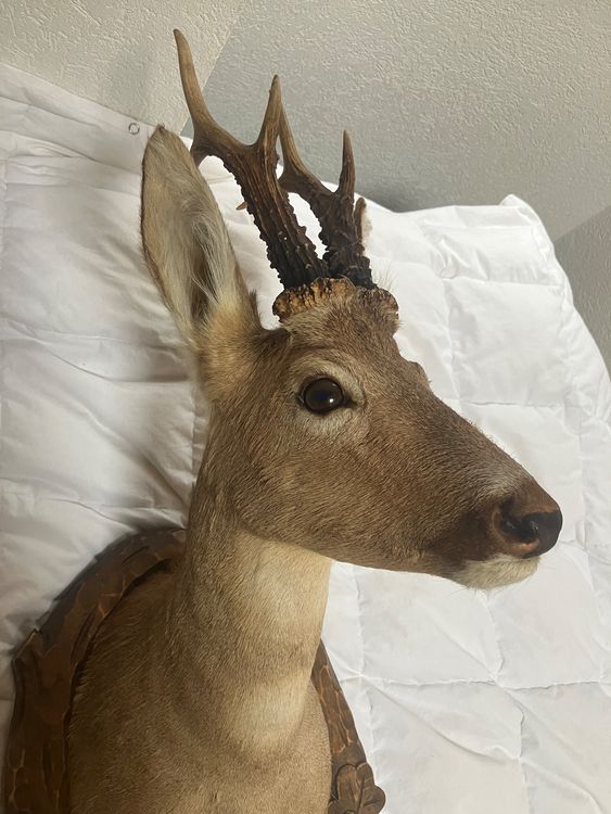 Welt der Tiere: Tierpräparat Reh trophée Trophäe chevreuil – Gebraucht aus Fully von fre_58gk 1