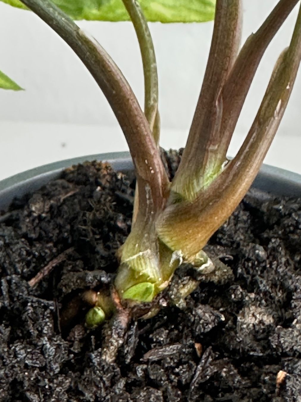 Piante & sementi: Syngonium Three Kings #2 – Usato da Zürich venduto da ong8 3